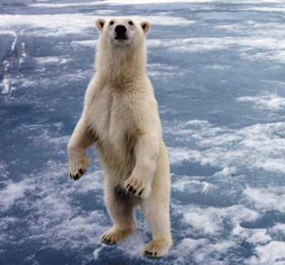 Покушение на конгрессмена габриэль гиффордс