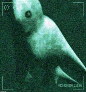 Нингены - подводные гуманоиды () Нингены - подводные гуманоиды