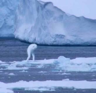 Нингены - подводные гуманоиды () Нингены - подводные гуманоиды