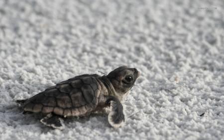 Черепаха победила в горнолыжных соревнованиях в Китае () Черепаха победила в горнолыжных соревнованиях в Китае