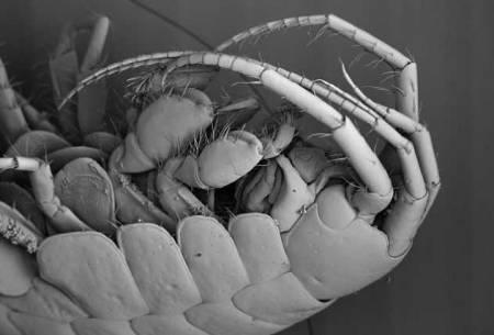 Британские ученые в панике: в страну вторглись дьявольские креветки