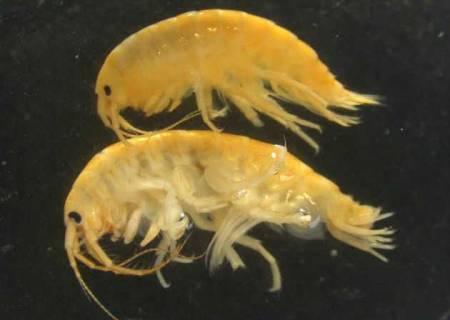 Британские ученые в панике: в страну вторглись дьявольские креветки