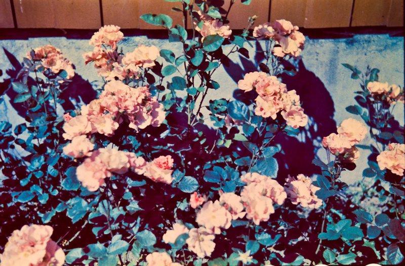 Берлин 1937 в фотографиях Томаса Нойманна