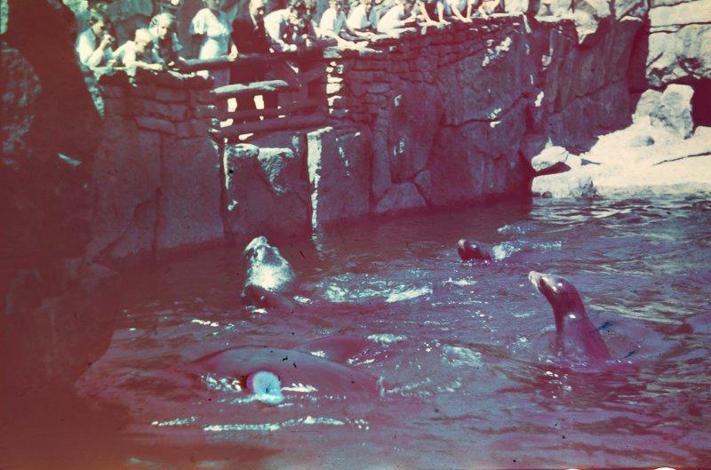 Берлин 1937 в фотографиях Томаса Нойманна