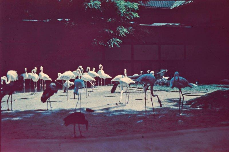 Берлин 1937 в фотографиях Томаса Нойманна