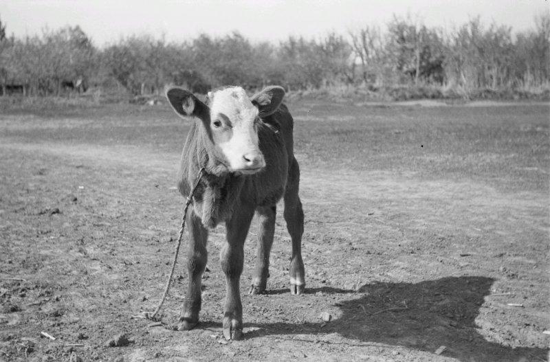Фотограф Франц Грассер в Белгородской области. 1943