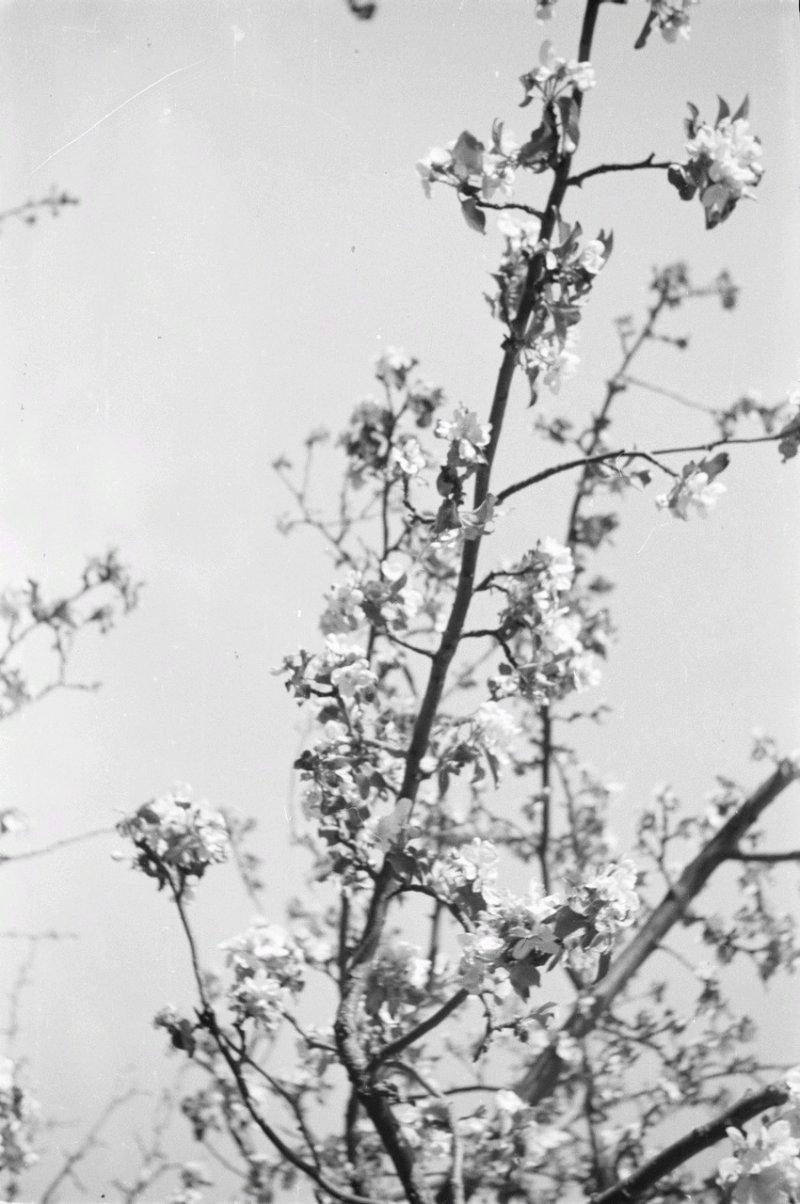 Фотограф Франц Грассер в Белгородской области. 1943