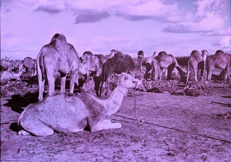 Великая Война в цвете