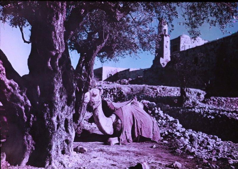 Великая Война в цвете