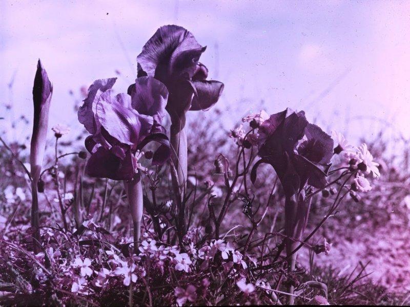 Великая Война в цвете