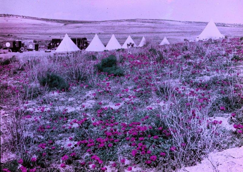 Великая Война в цвете