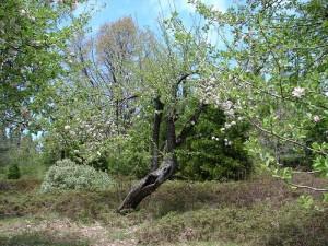 Ужасы Барского сада () Ужасы Барского сада