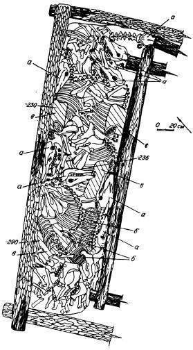 Рис. 14. План погребения коней. а — черепа лошадей, б — деревянные щиты, в — седла
