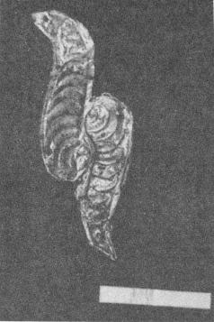 Золотая нашивка на войлочном головном уборе ребенка из кург. 2 могильника Ак-Алаха I.