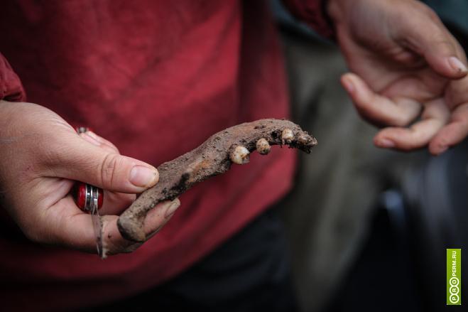Археологи нашли в Прикамье могильник с захоронениями V века