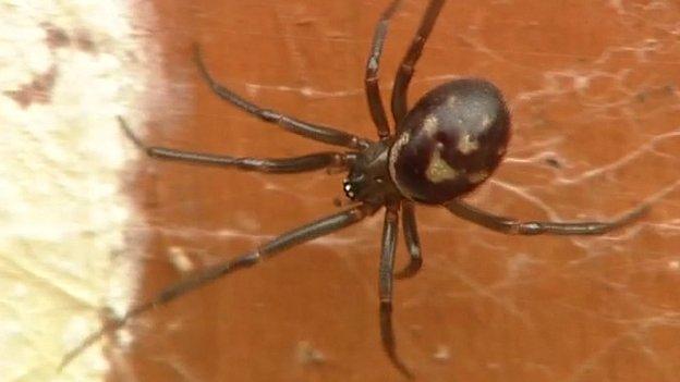 Британцев ожидает нашествие гигантских пауков