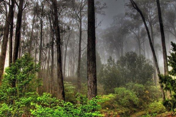 Девять интересных фактов о лесе