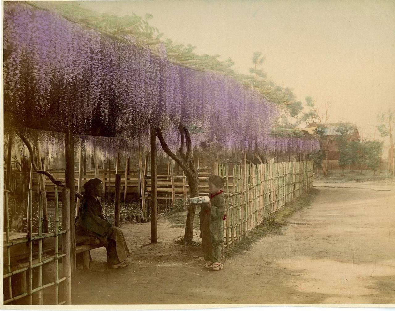 Япония в цвете () Япония в цвете