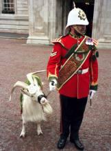 Козёл её величества