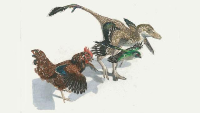 Наиболее полное древо динозавров показало их превращение в птиц