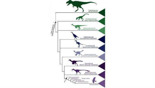 Наиболее полное древо динозавров показало их превращение в птиц