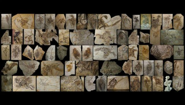 Наиболее полное древо динозавров показало их превращение в птиц