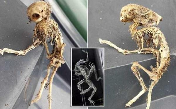 В одном из жилых домов были обнаружены останки «чужого» () В одном из жилых домов были обнаружены останки «чужого»