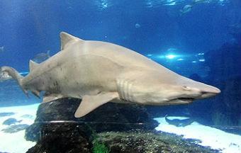 В Великобритании нашли яйцо акулы возрастом 310 млн лет () В Великобритании нашли яйцо акулы возрастом 310 млн лет