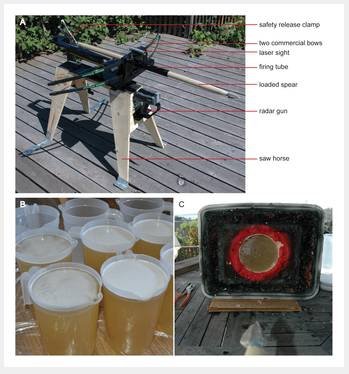 Известна убойная сила оружия древних людей