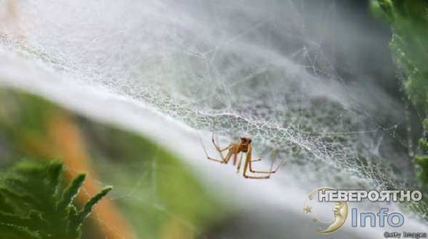 Как НЛО остановили футбольный матч