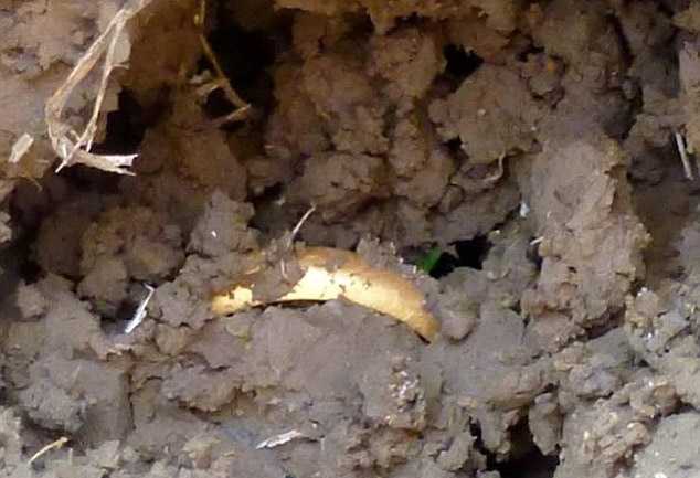 Кладоискатель обнаружил Кольцо Всевластия + Фото () Кладоискатель обнаружил Кольцо Всевластия + Фото