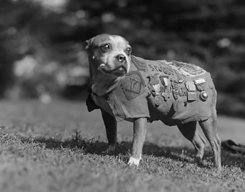 Животные Первой Мировой войны () Животные Первой Мировой войны