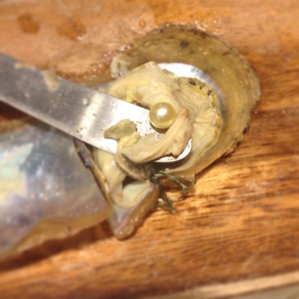 Золотой жемчуг Jewelmer () Золотой жемчуг Jewelmer