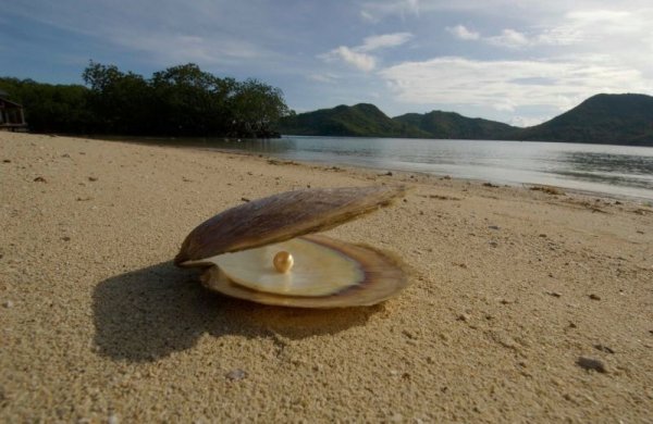 Золотой жемчуг Jewelmer () Золотой жемчуг Jewelmer