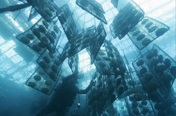 Золотой жемчуг Jewelmer () Золотой жемчуг Jewelmer