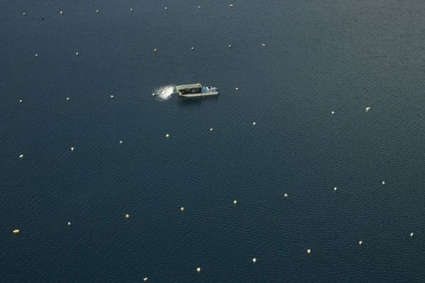 Золотой жемчуг Jewelmer () Золотой жемчуг Jewelmer