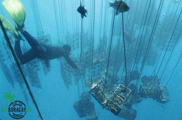 Золотой жемчуг Jewelmer () Золотой жемчуг Jewelmer