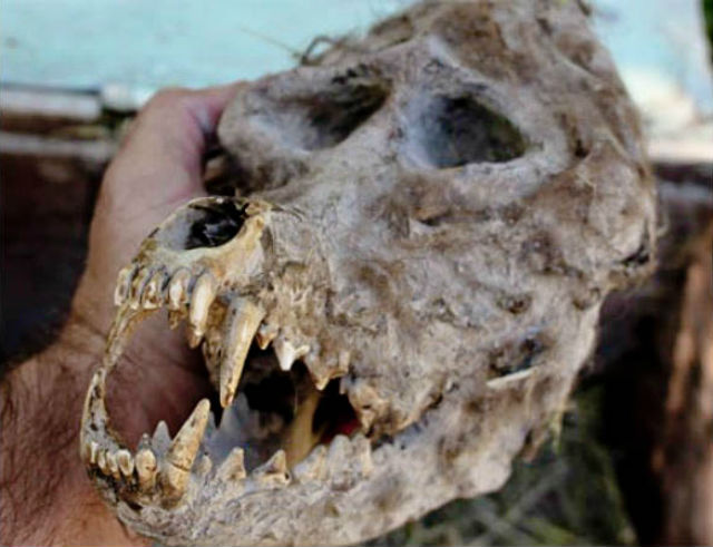 Болгарский фермер обнаружил череп оборотня + Фото () Болгарский фермер обнаружил череп оборотня + Фото