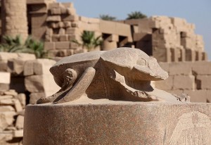 Большие тайны маленького жука