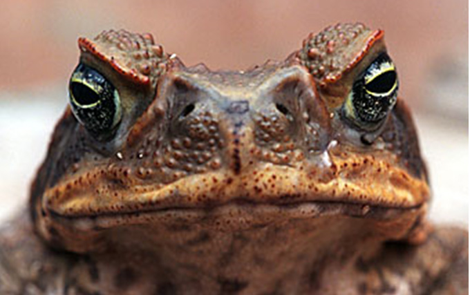 Борис Акунин: Дура лекс () Борис Акунин: Дура лекс