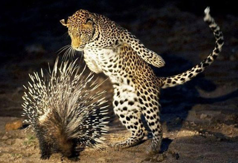 Борис Акунин: Дура лекс () Борис Акунин: Дура лекс