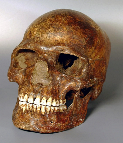 ДНК скелета из Кунсткамеры подтверждает связь неандертальцев с современным человеком