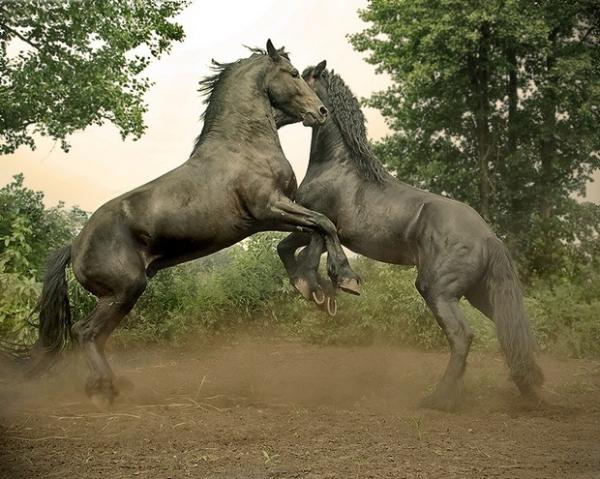 Интересные факты о лошадях () Интересные факты о лошадях