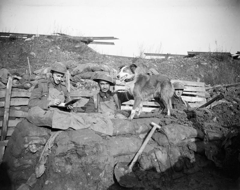 Усы, лапы и хвост — их оружие () Усы, лапы и хвост — их оружие