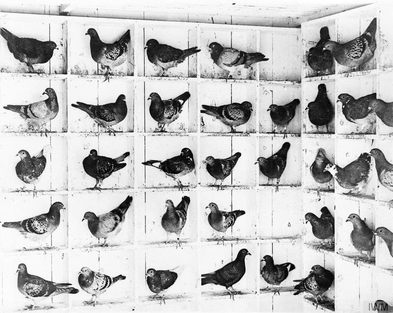 Усы, лапы и хвост — их оружие () Усы, лапы и хвост — их оружие