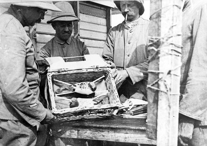 Усы, лапы и хвост — их оружие () Усы, лапы и хвост — их оружие