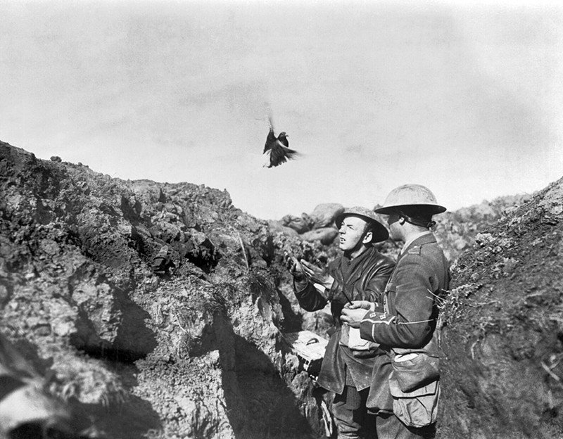 Усы, лапы и хвост — их оружие () Усы, лапы и хвост — их оружие