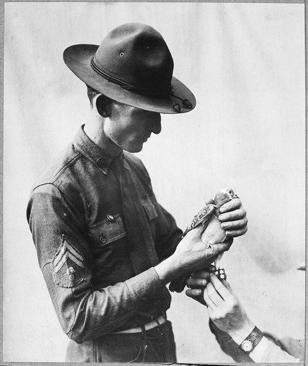 Усы, лапы и хвост — их оружие () Усы, лапы и хвост — их оружие