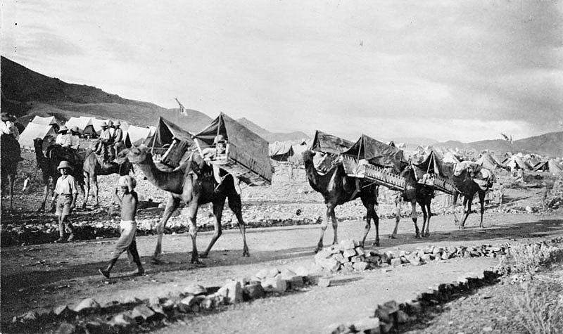 Усы, лапы и хвост — их оружие () Усы, лапы и хвост — их оружие