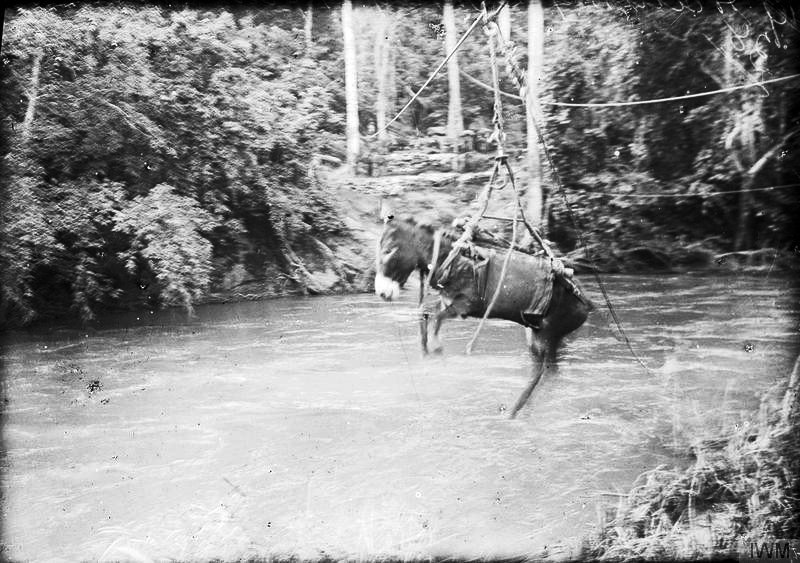 Усы, лапы и хвост — их оружие () Усы, лапы и хвост — их оружие